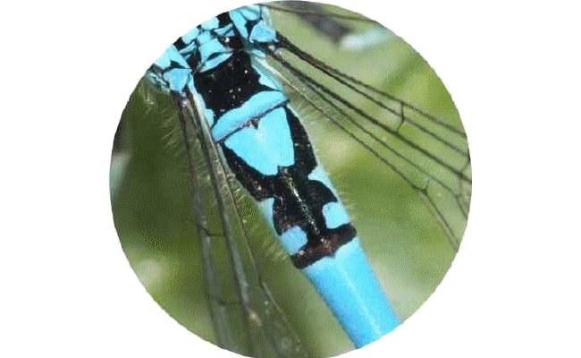 Sa tête de taureau, dessin proche du symbole du Mercure que l'Agrion