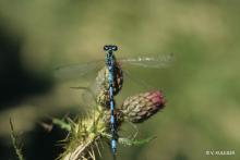 Agrion de Mercure 