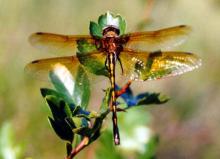 La Cordulie à corps fin arbore une série de taches jaunes courant sur son dos.