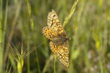On distingue sur ce papillon un joli quadrillage dessiné sur ses ailes.