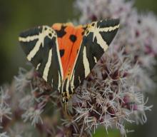 On distingue que l'Ecaille chinée a les ailes antérieures noires zébrées de jaune.