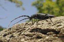 Grand Capricorne sur un chêne liège