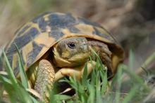 Tortue d'Hermann
