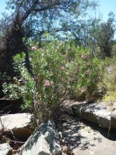 Oueds à Laurier Rose