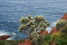 Barbé de Jupiter accrochée à la falaise en front de mer