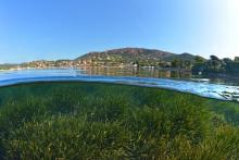 Récif barrière de la baie d'Agay
