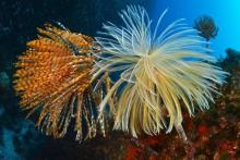 Spirographe dans le secteur du Cap Roux