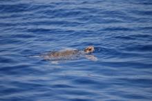 Tortue Caouanne sur le Sec du Fréjus