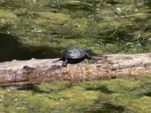 Cistude se faisant dorer au soleil