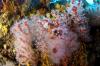 Peuplement à Coralligène © CG83-Andromède-Océanologie 2009