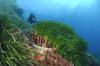 Herbier à Posidonie sur roche © CG83-Andromède-Océanologie 2009