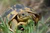 Tortue d'Hermann © CEN PACA