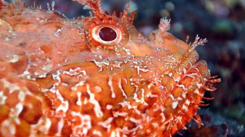 p15_scorpaena_scrofa_pb.jpg